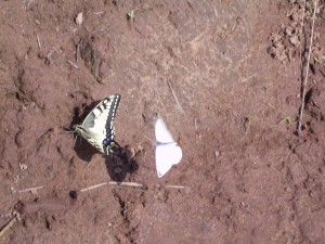 Gothic Butterflies