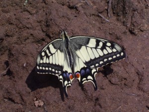 Gothic Butterfly