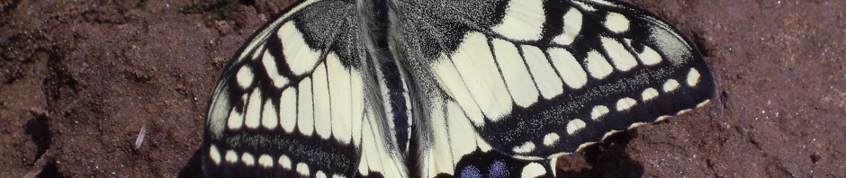 Gothic Butterfly